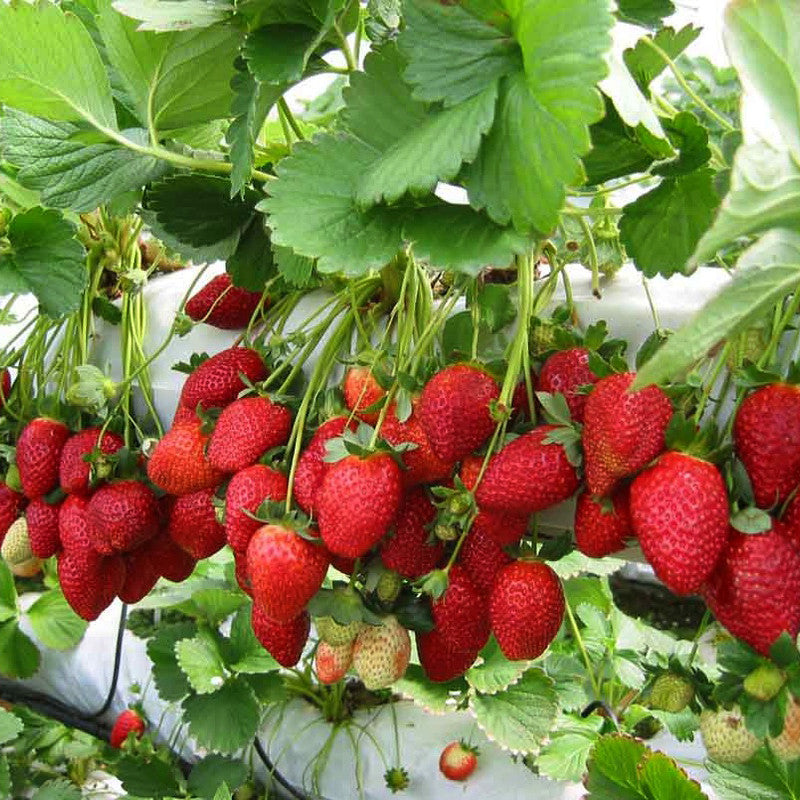 Strawberry - Fruit Plants & Tree - Premium Fruit Plants & Tree from Plantparadise - Just $540.0! Shop now at Plantparadise