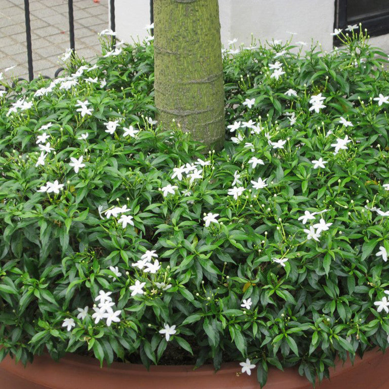 TMC Mini - Flowering Plants - Premium Flowering Plants from Plantparadise - Just $350.00! Shop now at Plantparadise
