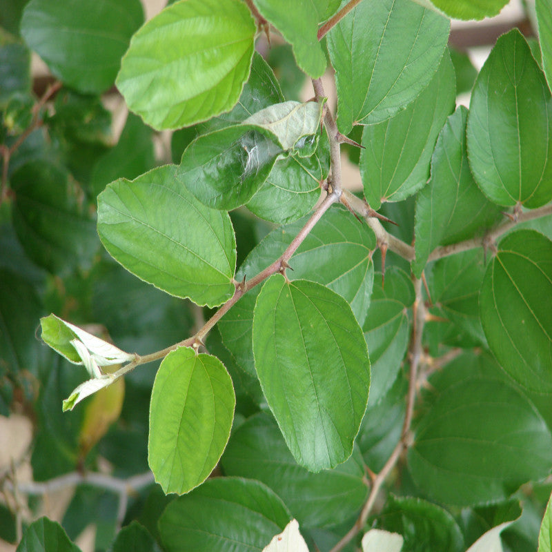 Indian Jujubee/Indian Ber - Fruit Plants & Tree - Premium Fruit Plants & Tree from Plantparadise - Just $460.0! Shop now at Plantparadise