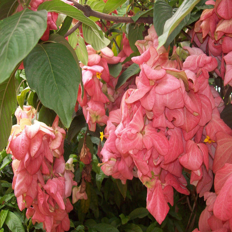 Mussaenda Pink - Flowering Shrubs - Premium Flowering Shrubs from Plantparadise - Just $685.00! Shop now at Plantparadise