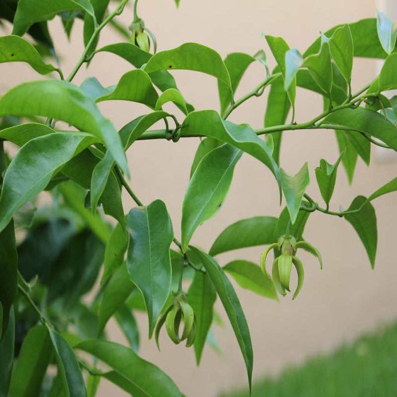 Hari Champa / Artabotrys hexapetalus - Flowering Plants - Premium Flowering Plants from Plantparadise - Just $465.0! Shop now at Plantparadise