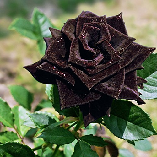 Black Rose Grafted Plant - Premium Flowering Plants from Plantparadise - Just $329.00! Shop now at Plantparadise