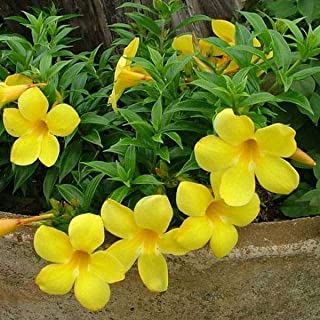 Mandevilla Flower Plants - Premium Flowering Plants from Plantparadise - Just $349.00! Shop now at Plantparadise