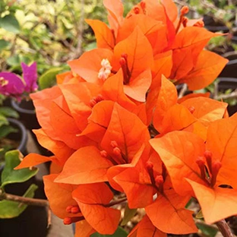 Bougainvillea orange - Flowering shrubs - Premium Flowering Shrubs from Plantparadise - Just $360.0! Shop now at Plantparadise