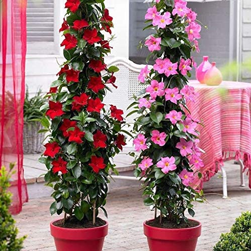 Mandevilla Flower Plants - Premium Flowering Plants from Plantparadise - Just $349.00! Shop now at Plantparadise