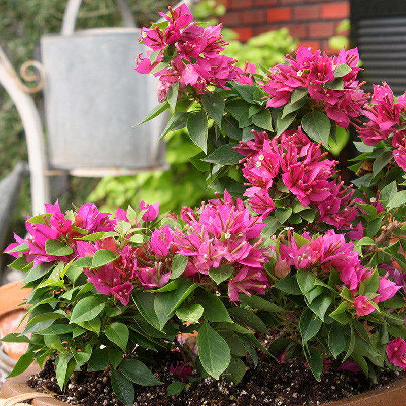 Bougainvillea Dwarf - Flowering Shrubs - Premium Flowering Shrubs from Plantparadise - Just $360.0! Shop now at Plantparadise
