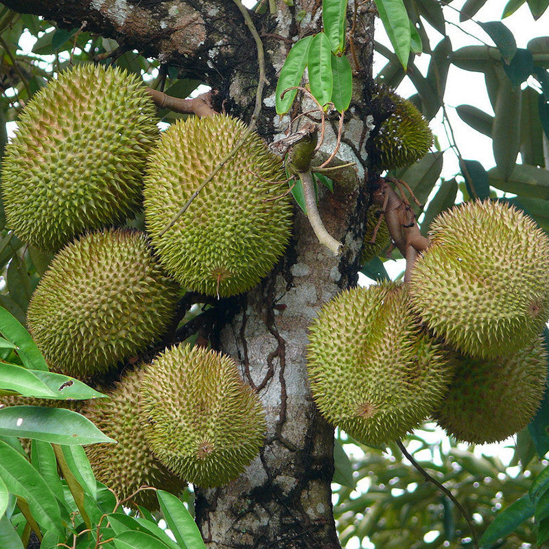 Durian Fruit - Fruit Plants & Tree - Premium Fruit Plants & Tree from Plantparadise - Just $1090! Shop now at Plantparadise
