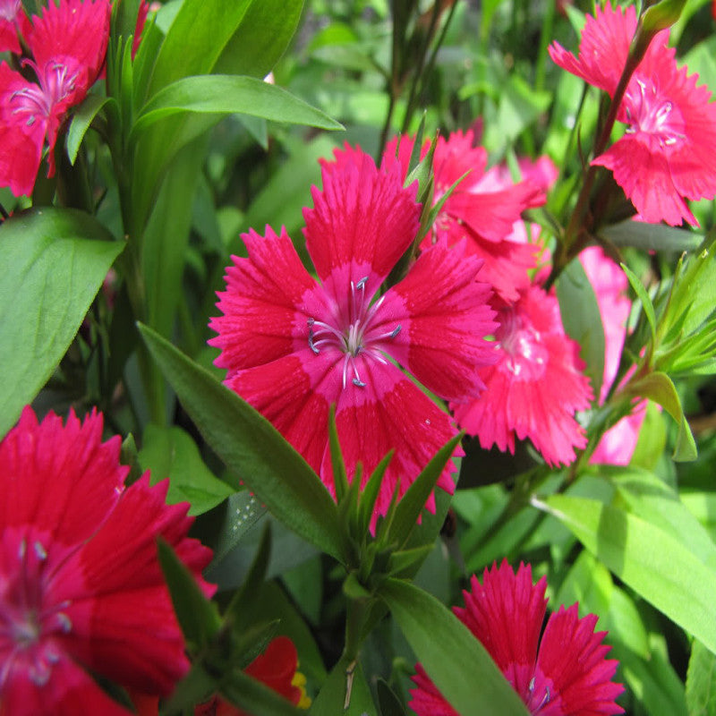 Dianthus Red - SEASONALS|Summer Dianthus Red|Dianthus Red Beauty - Premium SEASONALS from Plantparadise - Just $381! Shop now at Plantparadise