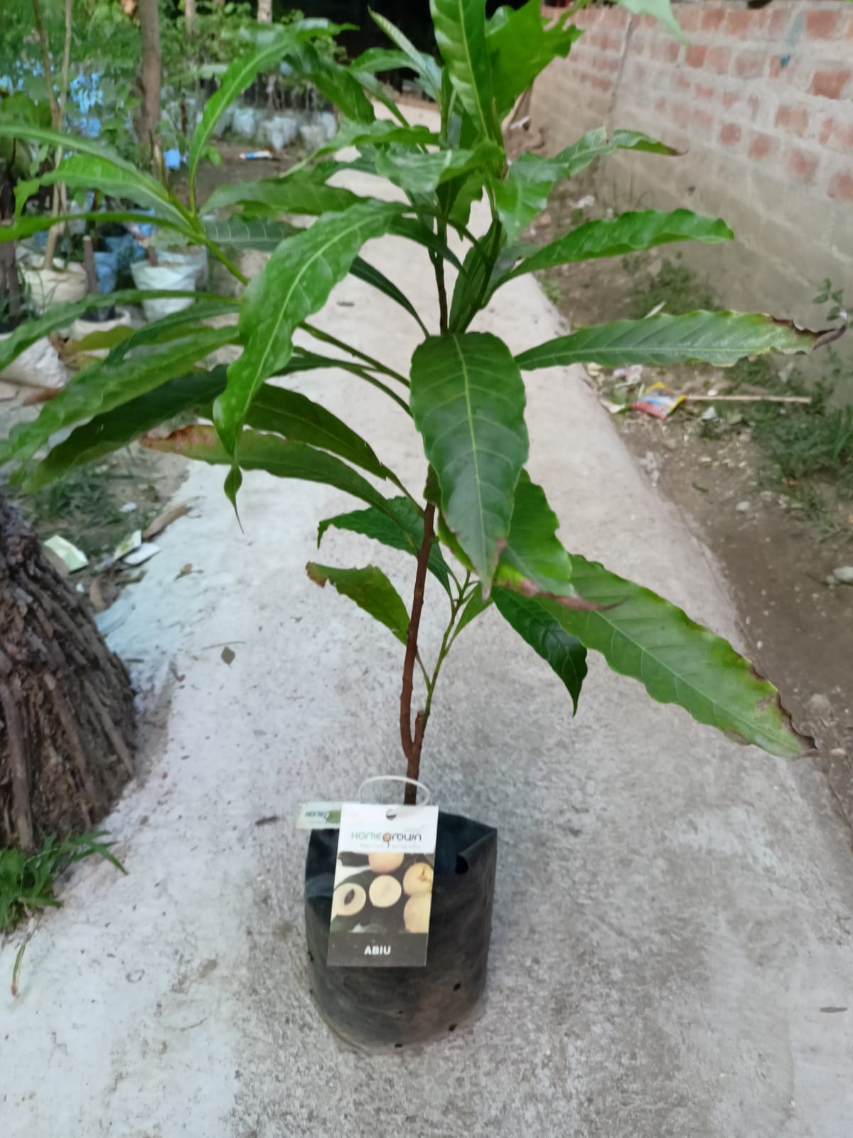 Abiu Fruit Plant | Buy Abiu Fruit Plant | Abiu Plant for Sale Online - Premium Fruit Plants & Tree from Plantparadise - Just $1750.00! Shop now at Plantparadise
