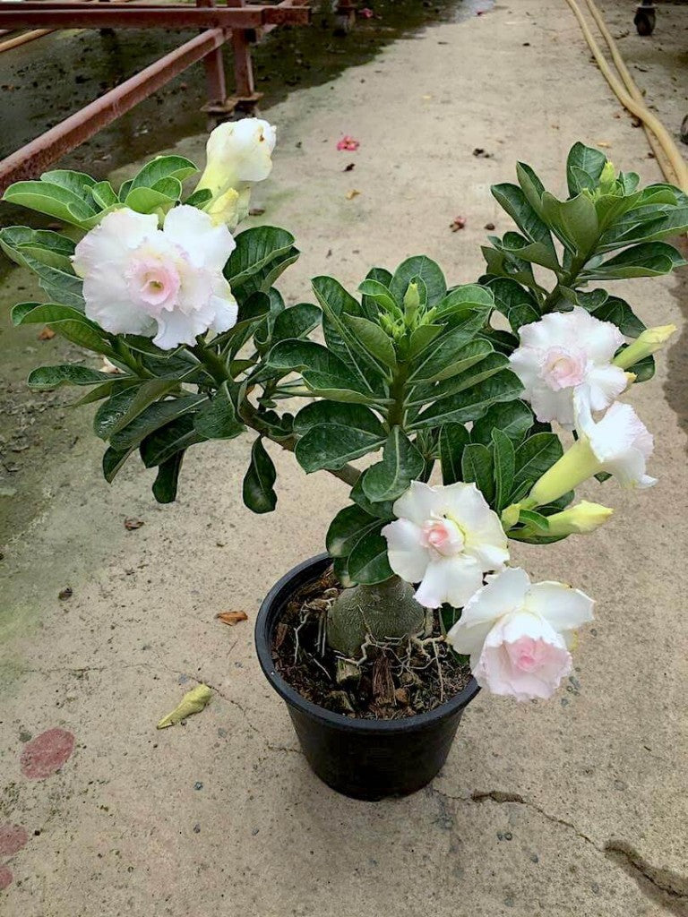 Adenium white Plant (Grafted) - Premium Flowering Plants from Plantparadise - Just $329! Shop now at Plantparadise