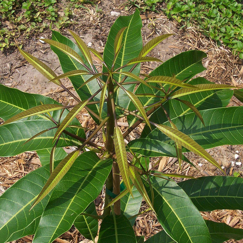 Mango Alphonso(Grafted) - Fruit Plants & Tree - Premium Fruit Plants & Tree from Plantparadise - Just $450.00! Shop now at Plantparadise