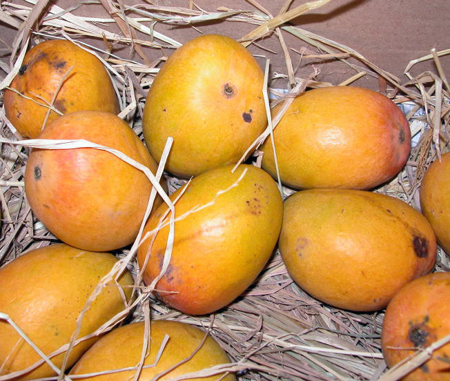 Mango Alphonso(Grafted) - Fruit Plants & Tree - Premium Fruit Plants & Tree from Plantparadise - Just $450.00! Shop now at Plantparadise