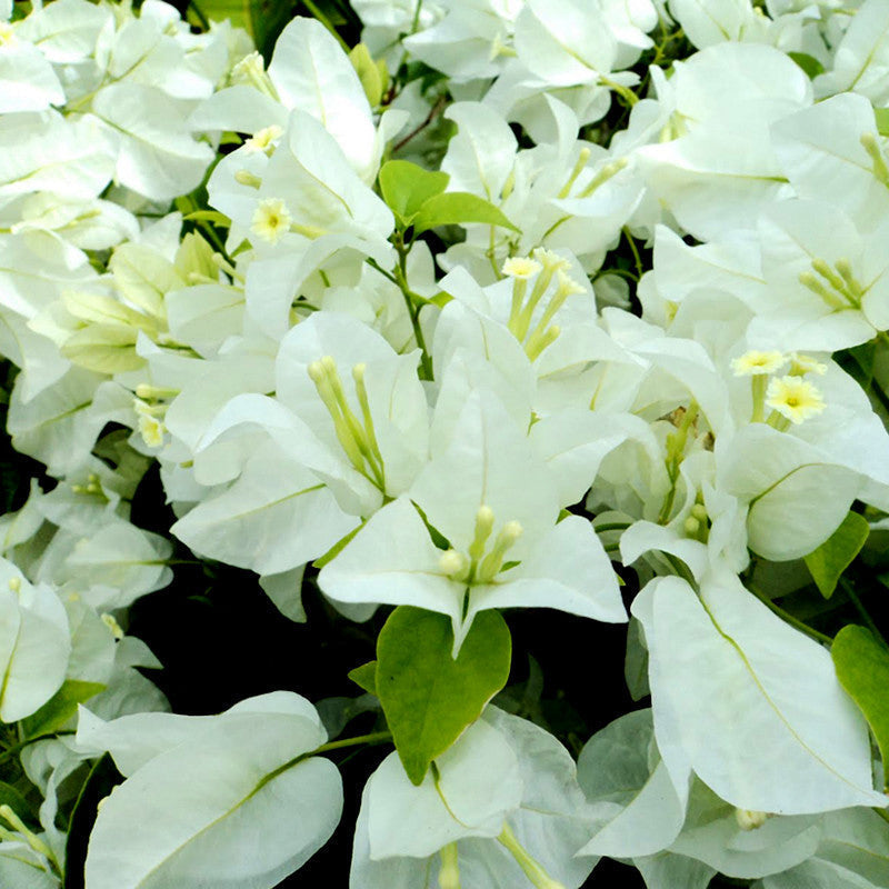 Bougainvillea White - Flowering Shrubs - Premium Flowering Shrubs from Plantparadise - Just $349.0! Shop now at Plantparadise