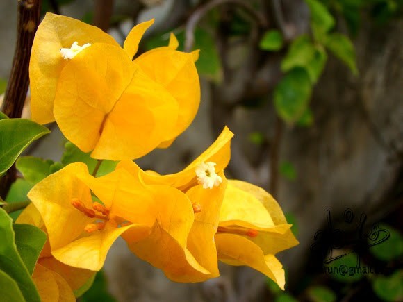 Bougainvillea light orange - Flowering shrubs - Premium Flowering Shrubs from Plantparadise - Just $360.0! Shop now at Plantparadise