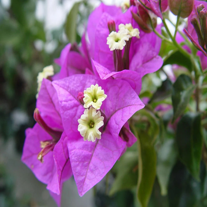Bougainvillea Glabra (Formosa)- Flowering shurbs - Premium Flowering Shrubs from Plantparadise - Just $360.0! Shop now at Plantparadise