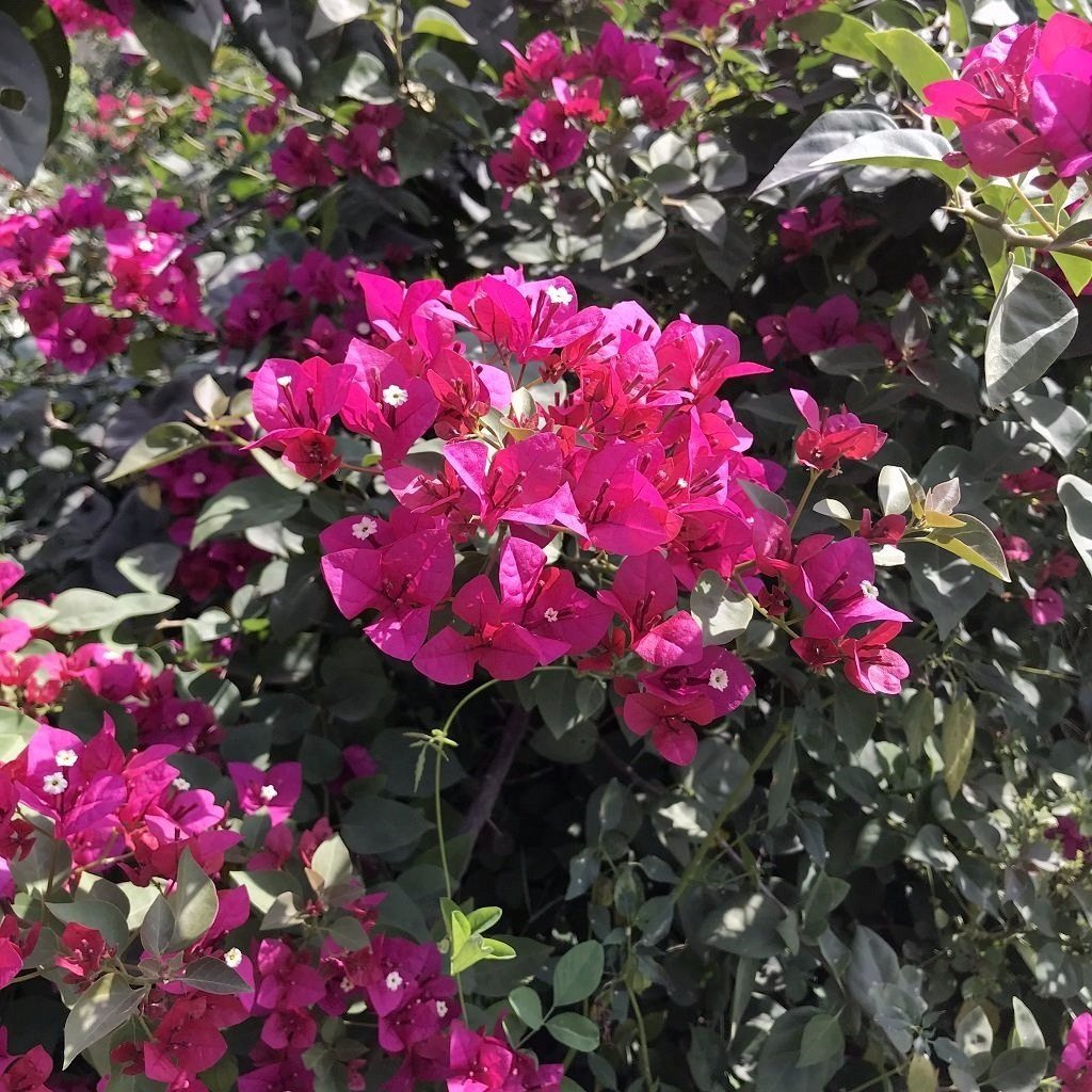 Bougainvillea Barbara Karst - Premium Plants from Plantparadise - Just $360.00! Shop now at Plantparadise