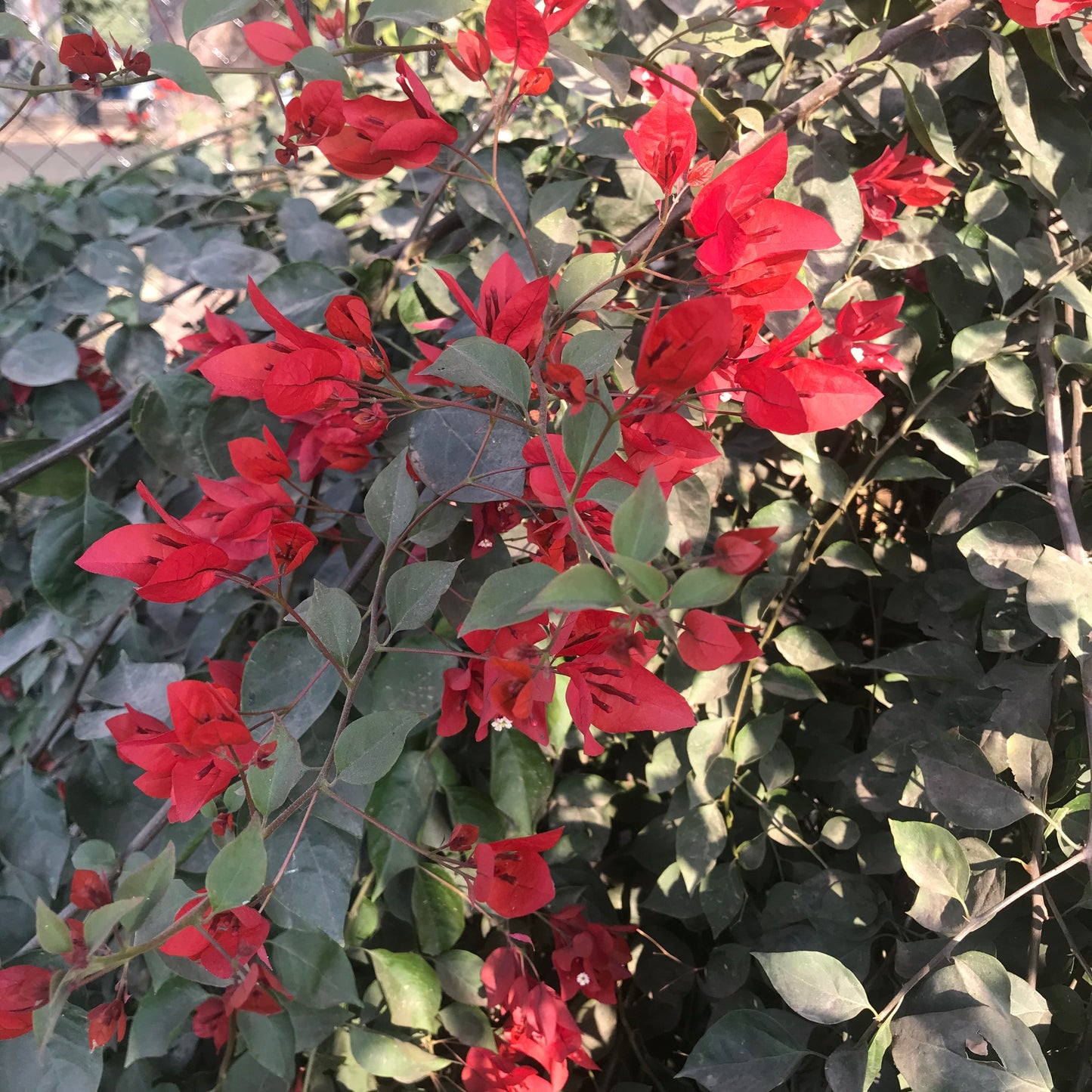 Bougainvillea 'Tomato Red' - Premium Plants from Plantparadise - Just $360.00! Shop now at Plantparadise