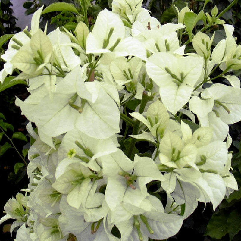 Bougainvillea White - Flowering Shrubs - Premium Flowering Shrubs from Plantparadise - Just $349.0! Shop now at Plantparadise