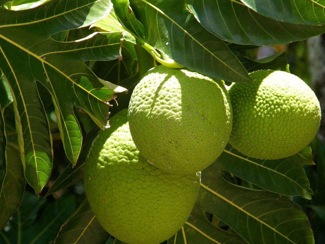 Breadfruit Plant - Premium Fruit Plants & Tree from Plantparadise - Just $699.00! Shop now at Plantparadise