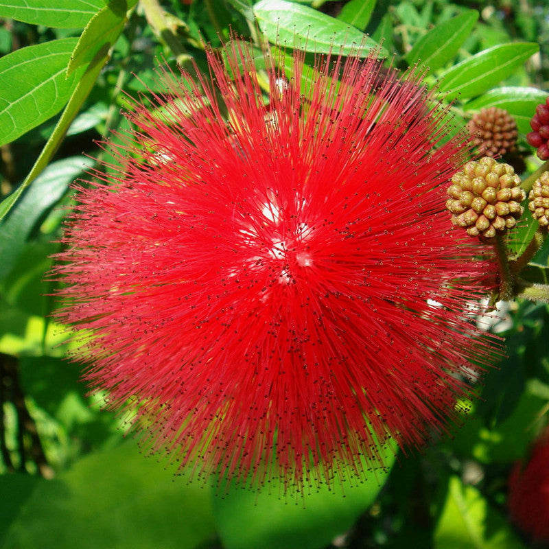 Powderpuff Hybrid Red / Calliandra - Flowering Shrubs - Premium Flowering Shrubs from Plantparadise - Just $705.00! Shop now at Plantparadise