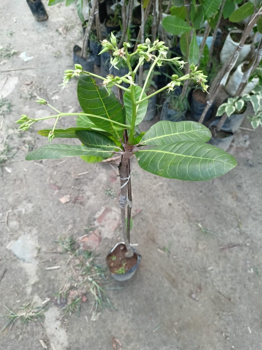 Cashew nut plants - Premium Fruit Plants & Tree from Plantparadise - Just $750.00! Shop now at Plantparadise