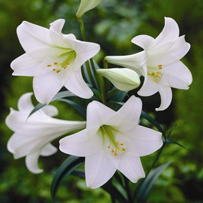 white flower lilies Amaryllis Lily, White - Flowering Bulb |Order Amaryllis Bulbs Online|White Amaryllis Lily Bulbs for Sale
