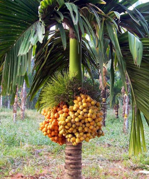 Arecanut/Betel Nut Dwarf(Mohitnagar) - Plantation Plants - Premium Fruit Plants & Tree from Plantparadise - Just $400.0! Shop now at Plantparadise