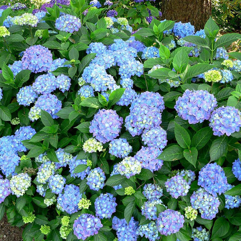 Hydrangea Marcophylla(Blue) - Flowering Shrubs - Premium Flowering Shrubs from Plantparadise - Just $480.00! Shop now at Plantparadise