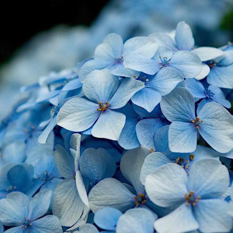 Hydrangea Marcophylla(Blue) - Flowering Shrubs - Premium Flowering Shrubs from Plantparadise - Just $480.00! Shop now at Plantparadise