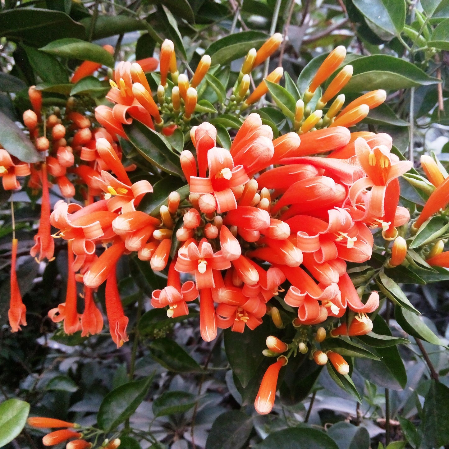 Pyrostegia Venusta-Flaming Trumpet - Premium Plants from Plantparadise - Just $350.00! Shop now at Plantparadise