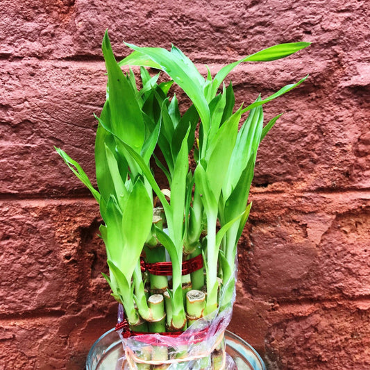 Lucky Bamboo - Premium Plants from Plant Paradise - Just $425! Shop now at Plantparadise