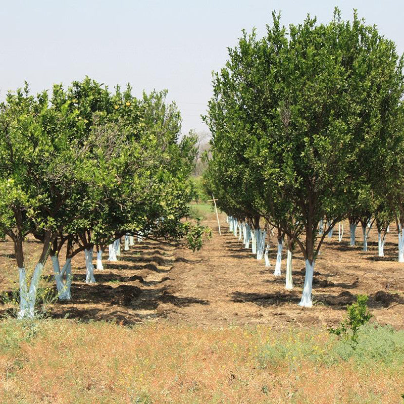 Orange Nagpur(Grafted) - Fruit Plants & Tree - Premium Fruit Plants & Tree from Plantparadise - Just $580! Shop now at Plantparadise