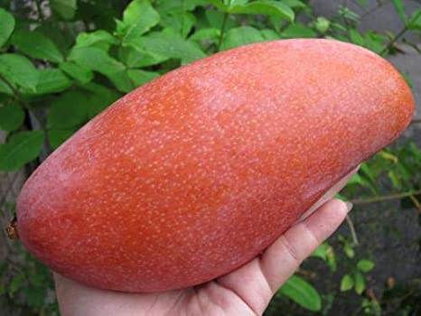 Ivory Red Mango Plant (Grafted) - Premium Fruit Plants from Plantparadise - Just $999! Shop now at Plantparadise