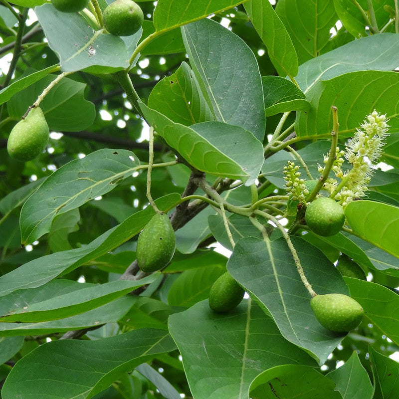 Jambolan Jumbo Jamun (Grafted)- Fruit Plants & Tree - Premium Fruit Plants & Tree from Plantparadise - Just $410.0! Shop now at Plantparadise