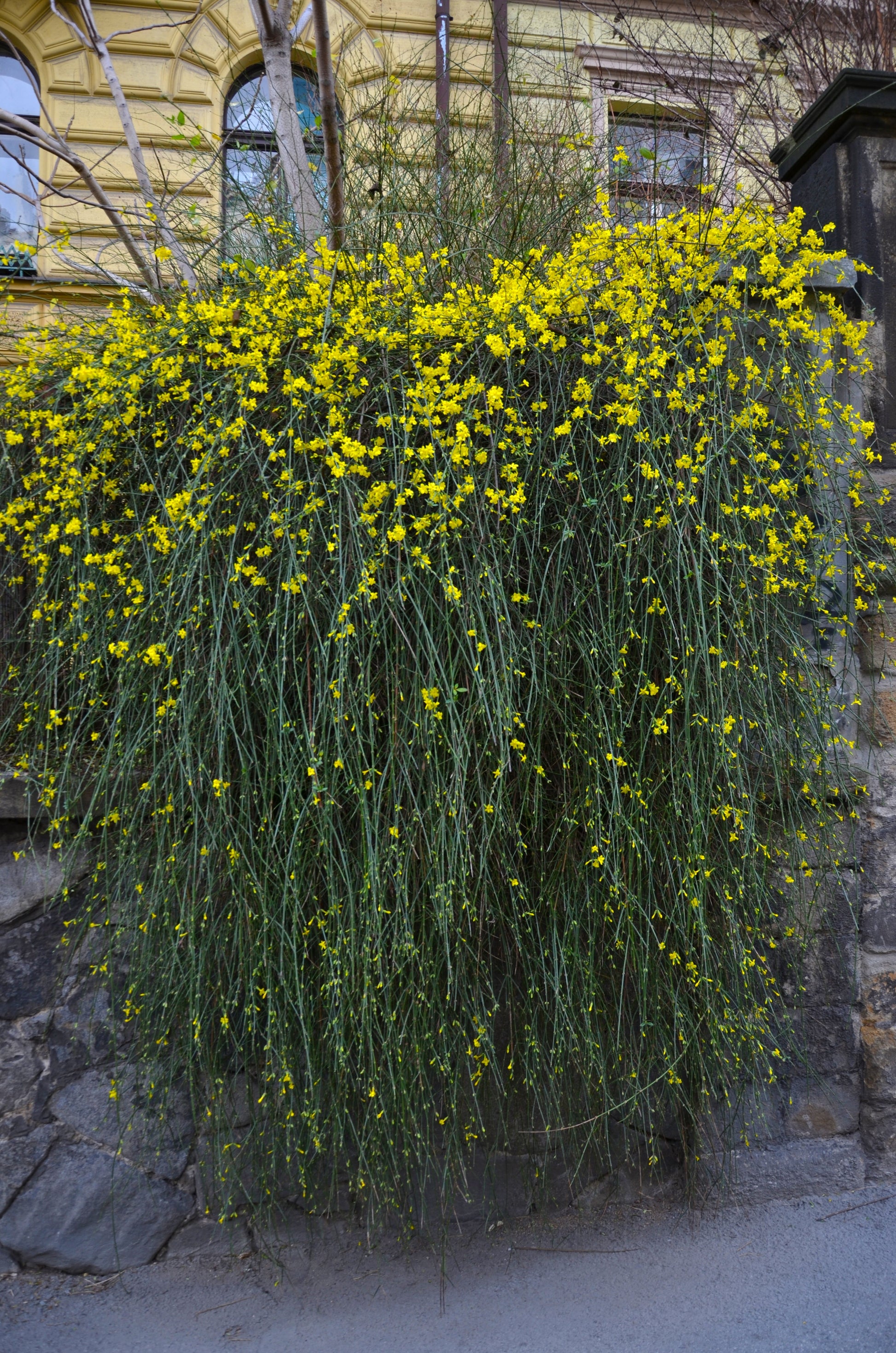 Jasminum nudiflorum - Creepers & Climbers - Premium Creepers & Climbers from Plantparadise - Just $300.00! Shop now at Plantparadise