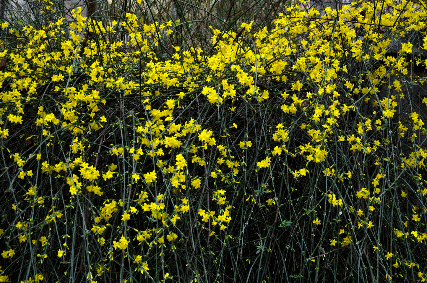 Jasminum nudiflorum - Creepers & Climbers - Premium Creepers & Climbers from Plantparadise - Just $300.00! Shop now at Plantparadise