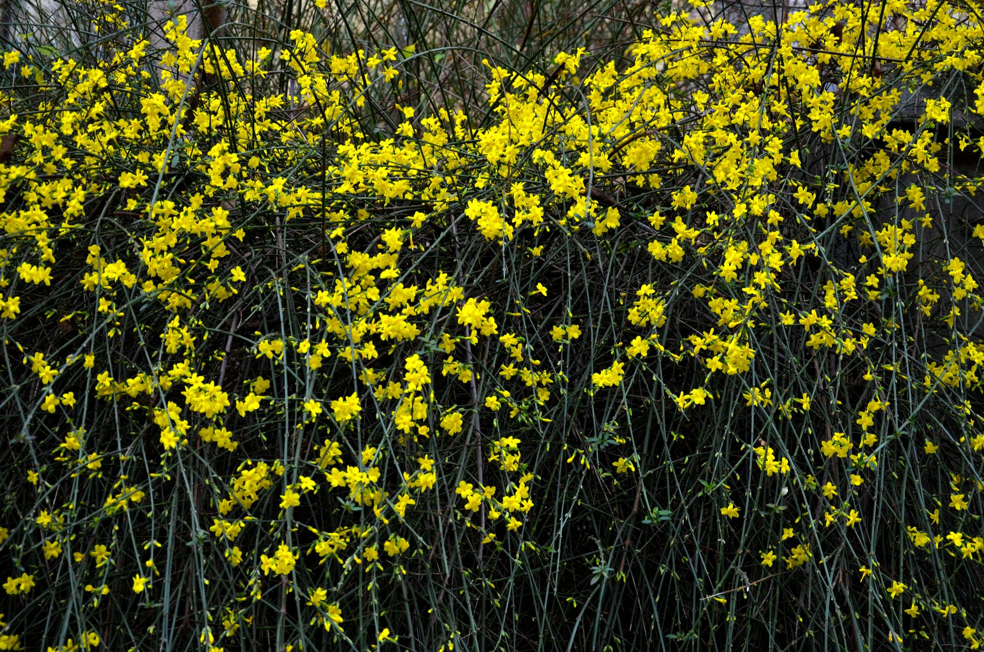 Jasminum nudiflorum - Creepers & Climbers - Premium Creepers & Climbers from Plantparadise - Just $300.00! Shop now at Plantparadise
