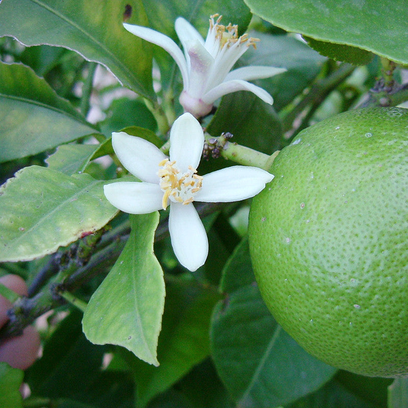 Mosambi(Grafted) - Fruit Plants & Tree - Premium Fruit Plants & Tree from Plantparadise - Just $640.0! Shop now at Plantparadise