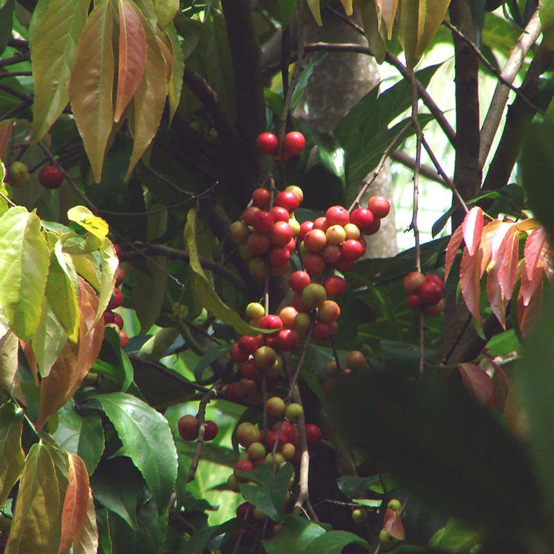 Lovi lovi - Fruit Plants & Tree - Premium Fruit Plants & Tree from exoticflora - Just $1240! Shop now at Plantparadise