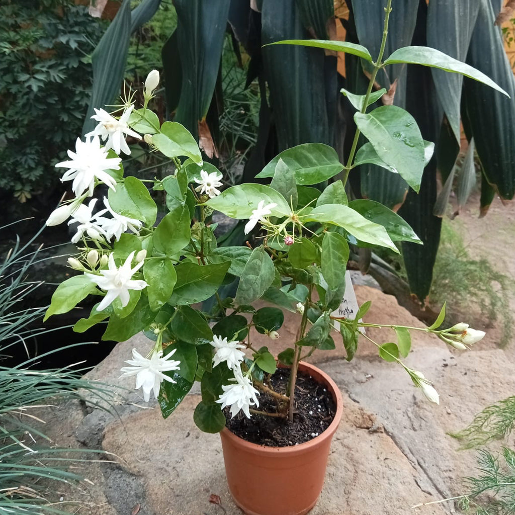 Jasminum Sambac 'Madan Mogra' - Premium Plants from Plantparadise - Just $300.00! Shop now at Plantparadise