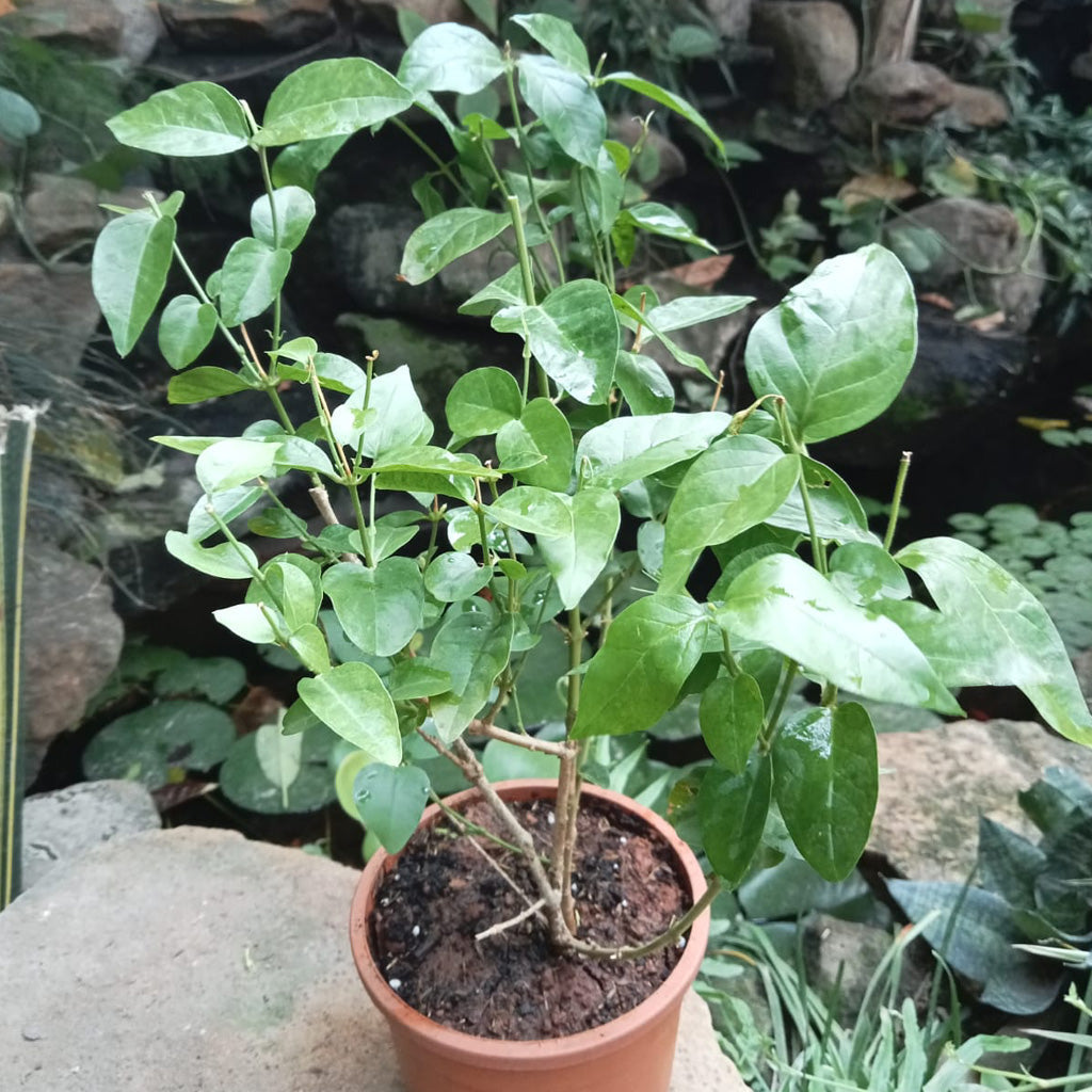 Jasminum Sambac 'Madan Mogra' - Premium Plants from Plantparadise - Just $300.00! Shop now at Plantparadise