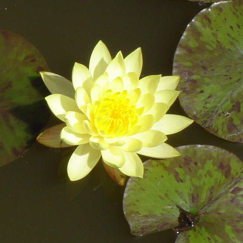 Water Lily Yellow - Aquatic Plants - Premium Aquatic Plants from Plantparadise - Just $690.0! Shop now at Plantparadise