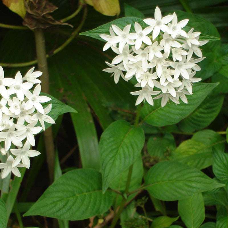 Pentas White - Flowering Plants - Premium Flowering Plants from Plantparadise - Just $540.00! Shop now at Plantparadise