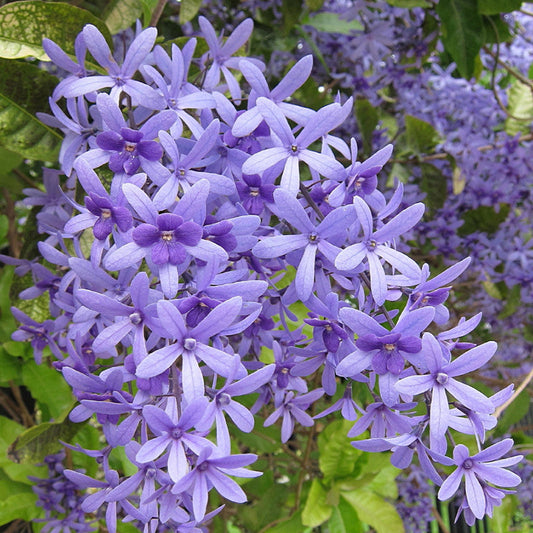 Petrea Volubilis - Creepers & Climbers - Premium Creepers & Climbers from Plantparadise - Just $775.0! Shop now at Plantparadise