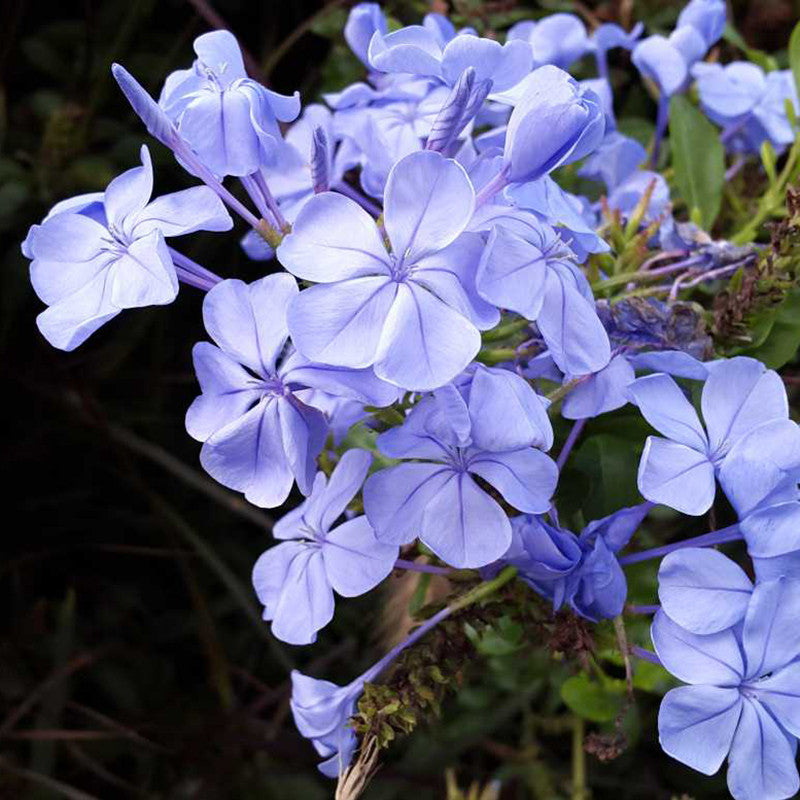 Plumbago Auriculata - Flowering Plants - Premium Flowering Plants from Plantparadise - Just $665.00! Shop now at Plantparadise