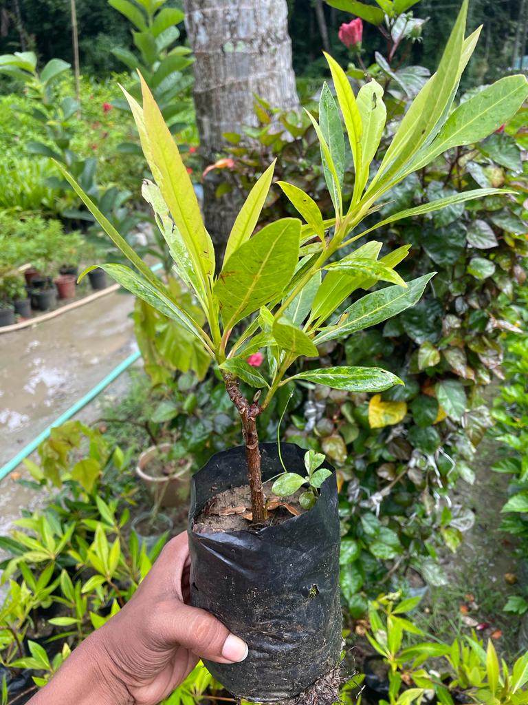 Hybrid Rudraksha Plant - Premium plant from Plantparadise - Just $399! Shop now at Plantparadise