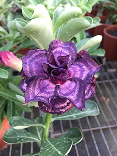 Adenium Purple Plant (Grafted) - Premium Flowering Plants from Plantparadise - Just $329! Shop now at Plantparadise