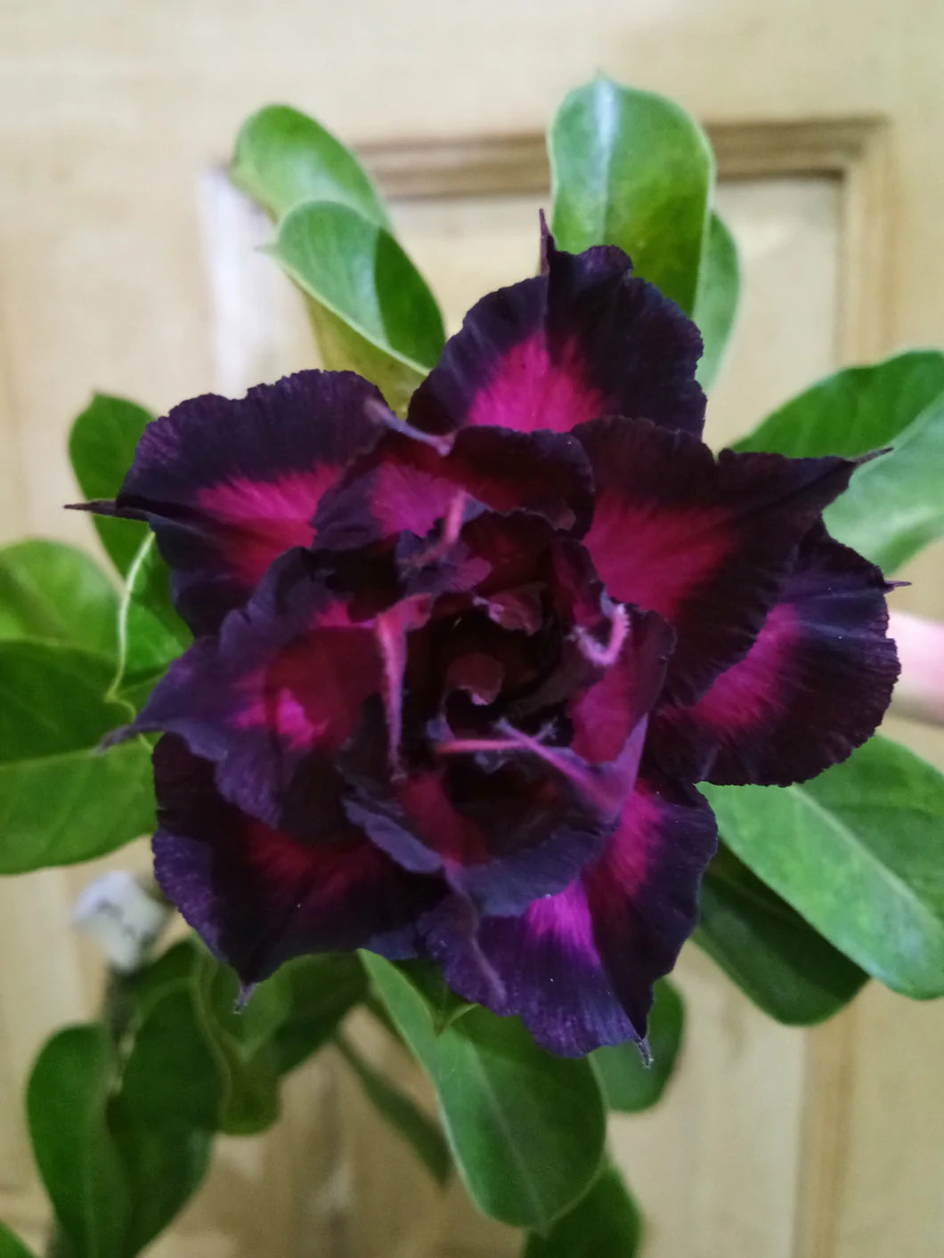 Adenium Dark purple and bright Lilac Colour Plant (Grafted) - Premium Flowering Plants from Plantparadise - Just $329! Shop now at Plantparadise