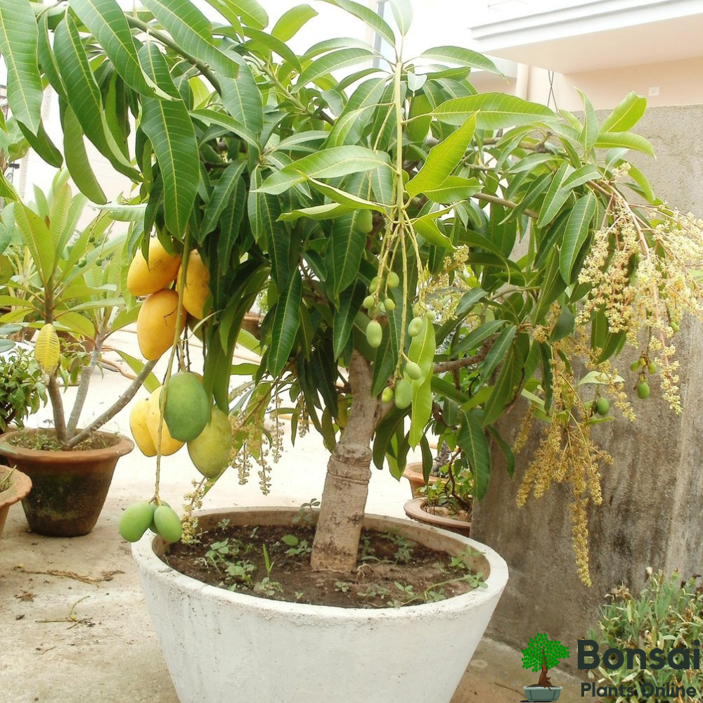 All time Mango plant Grafted Best Price in 2024 at Plantparadise