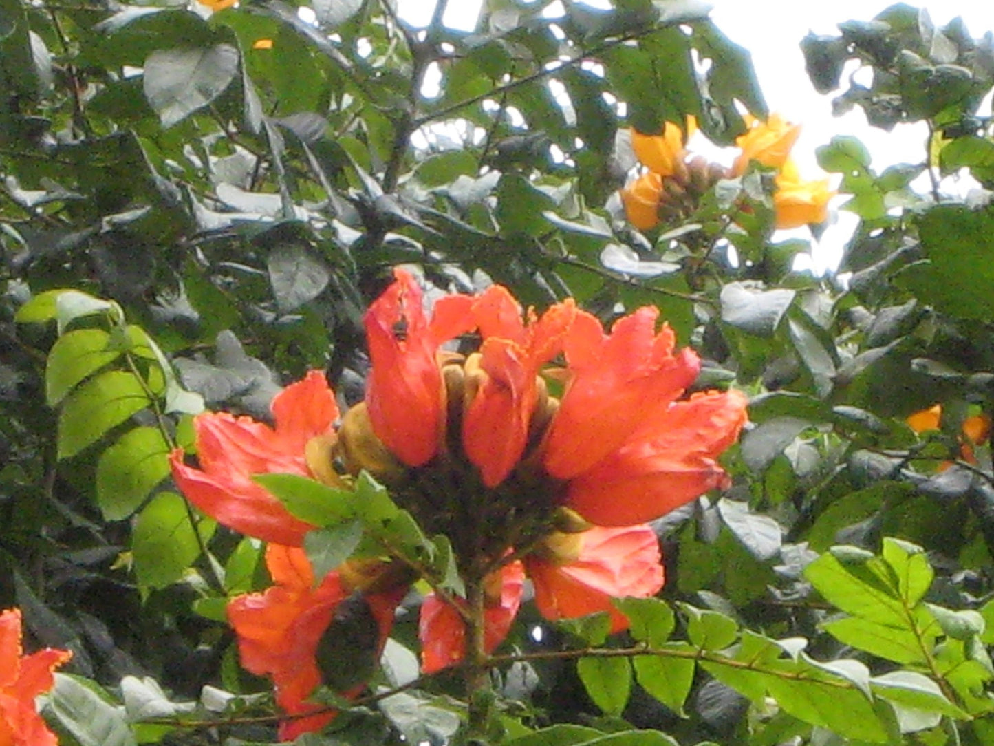 African Tulip Flower Plants - Premium Flowering Plants from Plantparadise - Just $499.00! Shop now at Plantparadise